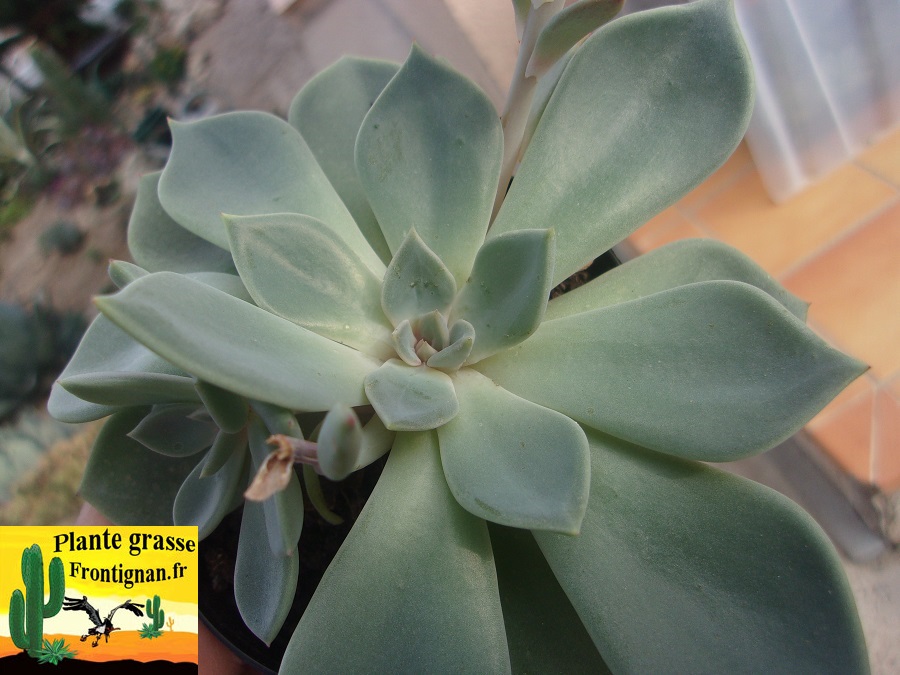 parasites et maladies plantes grasses et succulentes